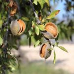 Knack die Nuss – Bildungsmaterial für Globales Lernen