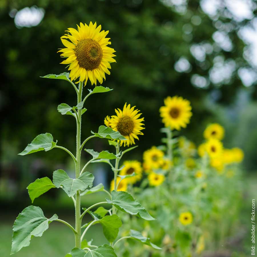 Die Sonnenblume kommt ursprünglich aus Südamerika. Die koloniale Geschichte der Blumen. 