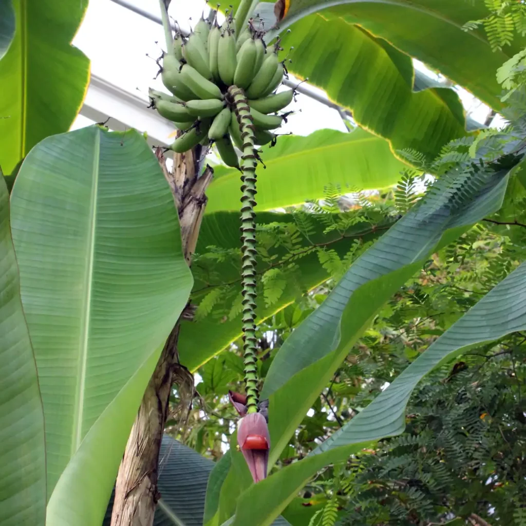 Bananenstauden mit einem Fruchtbüschel