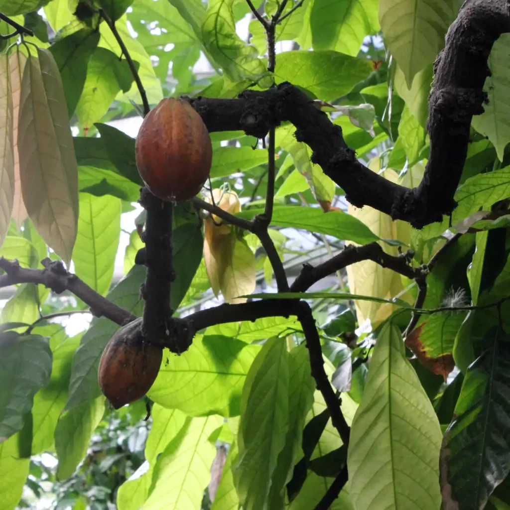 Kakaobaum mit Frucht