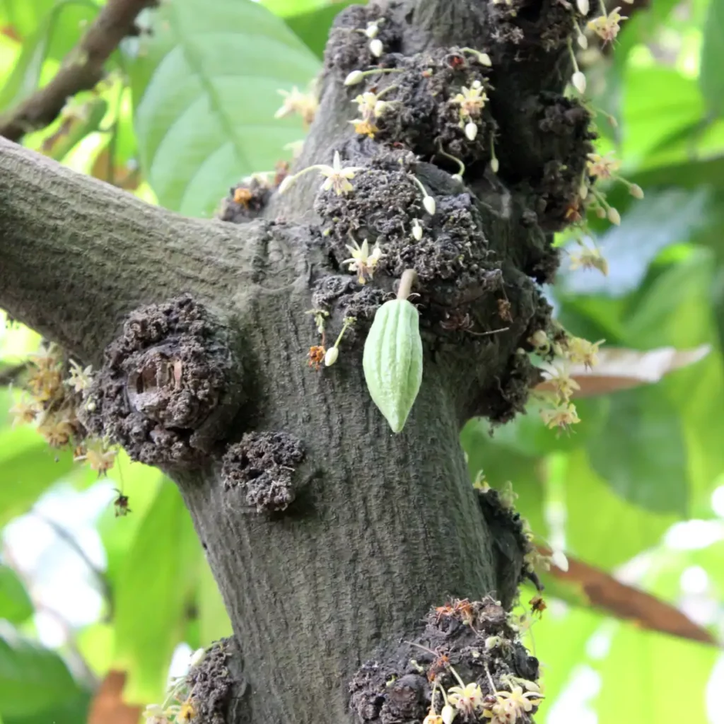 Kakaobaum mit Blüten am Stamm