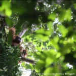 Palmöl vermeiden – Regenwald schützen und damit auch den Orang-Utan