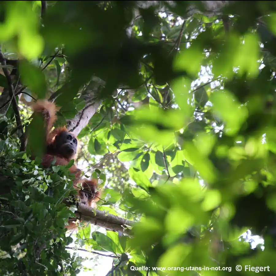 Palmöl vermeiden – Regenwald schützen und damit auch den Orang-Utan