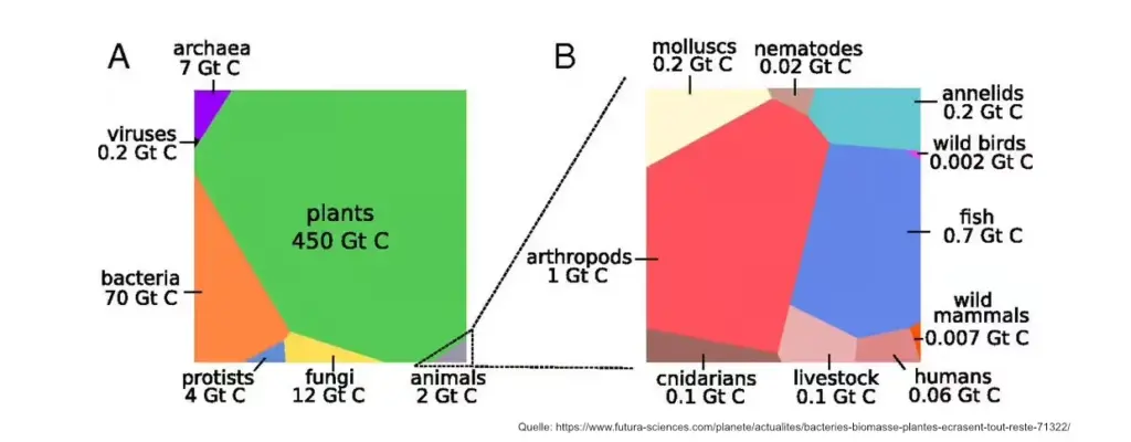 Informationsgrafik über die Verteilung der Biomasse auf der Erde